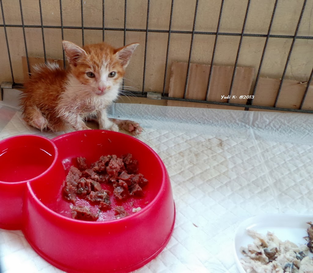Short Story Of Milo Poor Cute Paralyzed Kitten