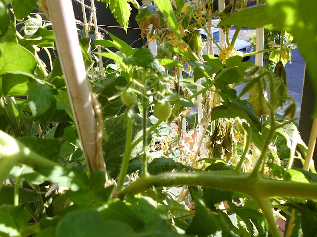 Tomatoes forming