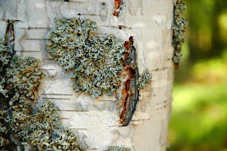 Finnish birch bark