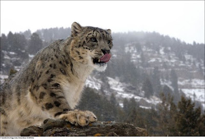 Stunning Close Up Photography Of Wild Animal Seen On www.coolpicturegallery.us