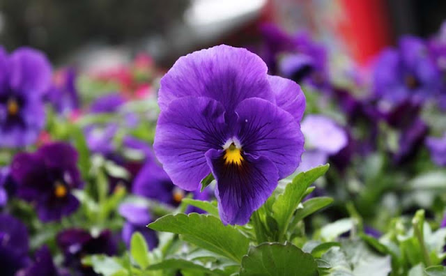 Pansy Flowers Pictures