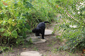 Pup on Path