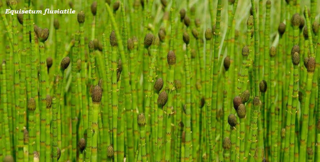 Equisetum fluviatile