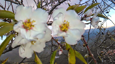 flor de almendro