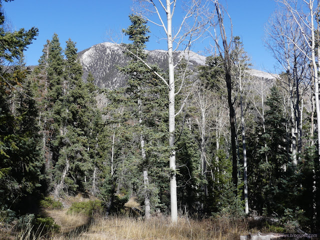 47: white edged peak