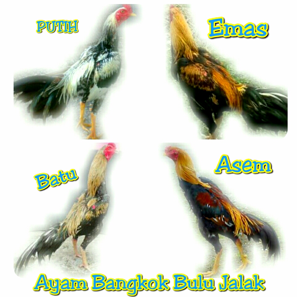 11 Ciri Khas Warna  Bulu Ayam  Petarung Terpopuler Hoby 