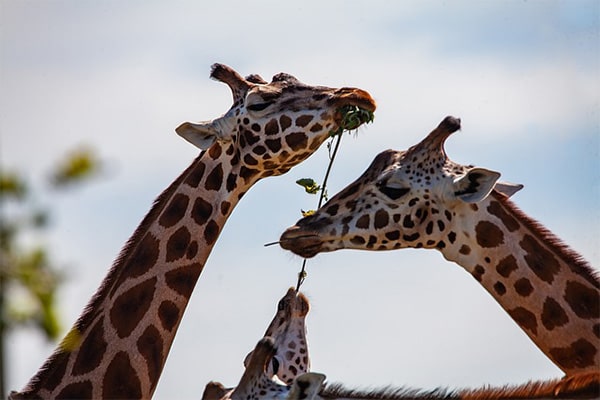 Интересные факты о жирафах. Продолжительность жизни жирафа. Жирафы едят