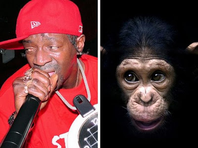 Funny - Similarity Between Celebrities And Animals