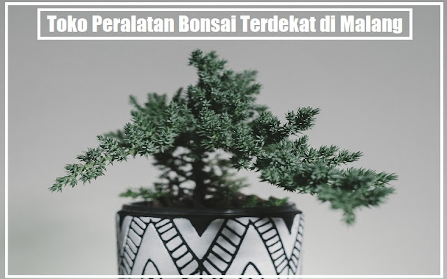 Toko Peralatan Bonsai Terdekat