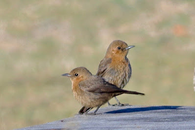 "Brown Rock Chat - Oenanthe fusca, a pair sitting on a wall."