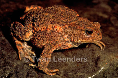 Common Toad