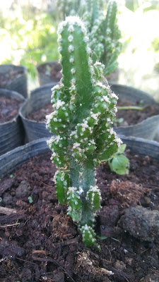 Fairy Castle Cactus