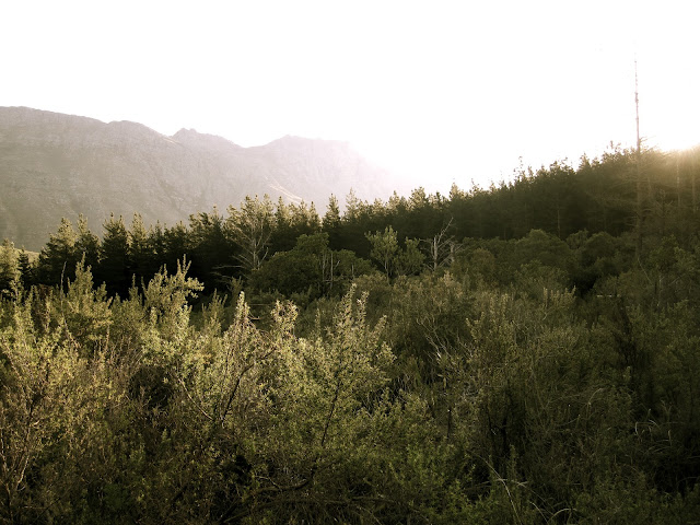 Late afternoon sun. Perfect for a walk. (Stellenbosch, August 2011)