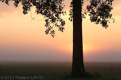 silhouette arbre contre-jour aube soleil brume campagne Seine-et-Marne