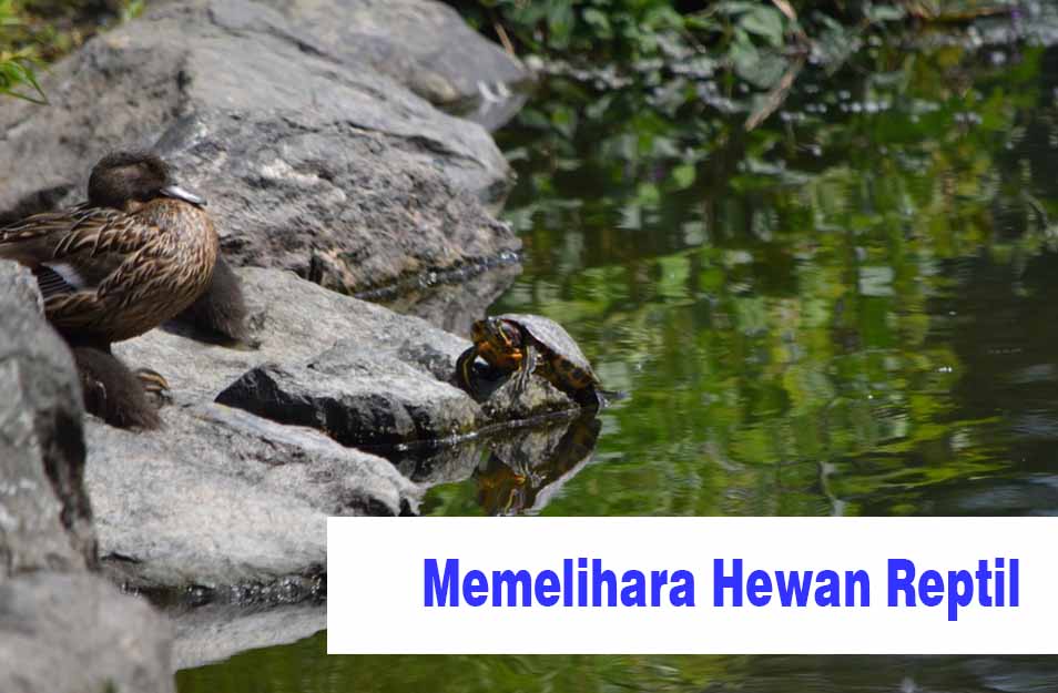 7 Cara Memelihara Hewan  Reptil  dengan Baik Hewan  Reptil 