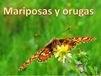 Mariposas y orugas (Volvoretas e eirugas)