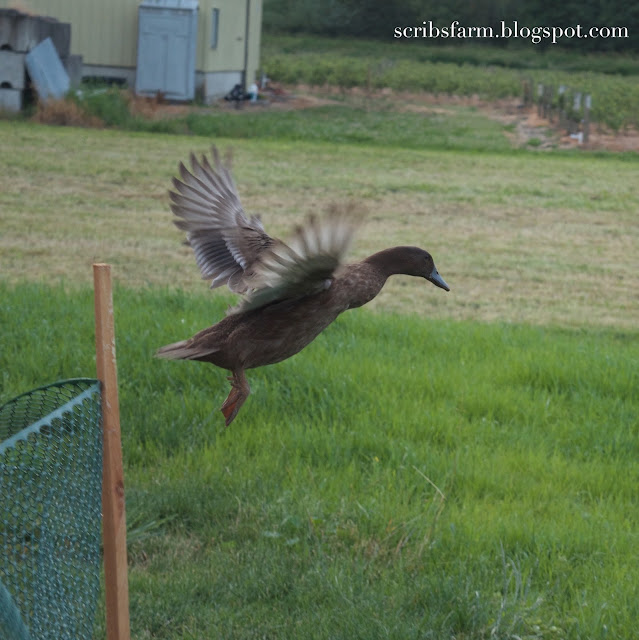 runner duck