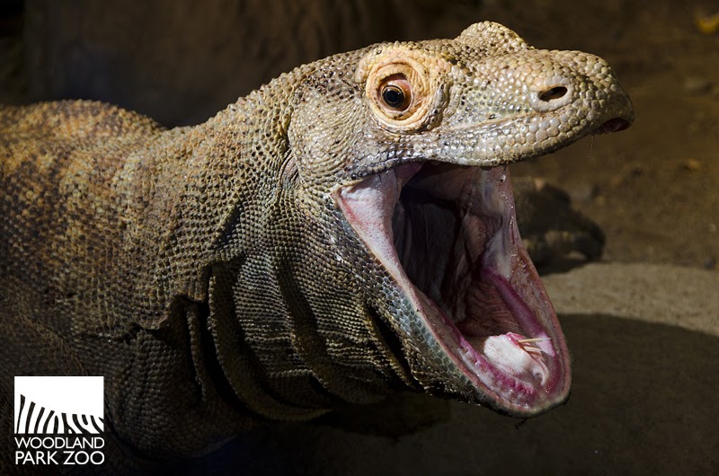 Woodland Park Zoo Blog: Komodo dragon turns 18