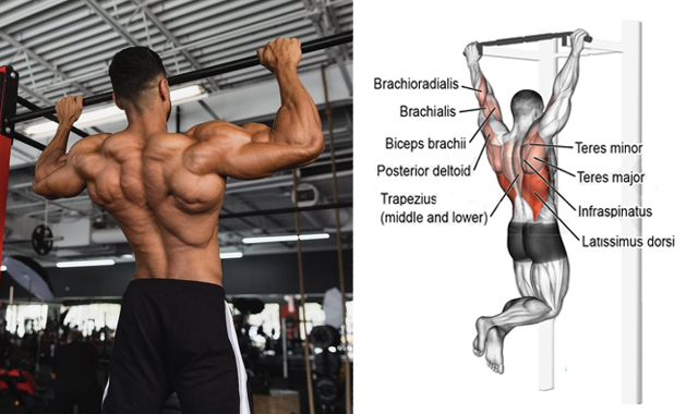 Best Back and Bicep Workouts for Building Strength