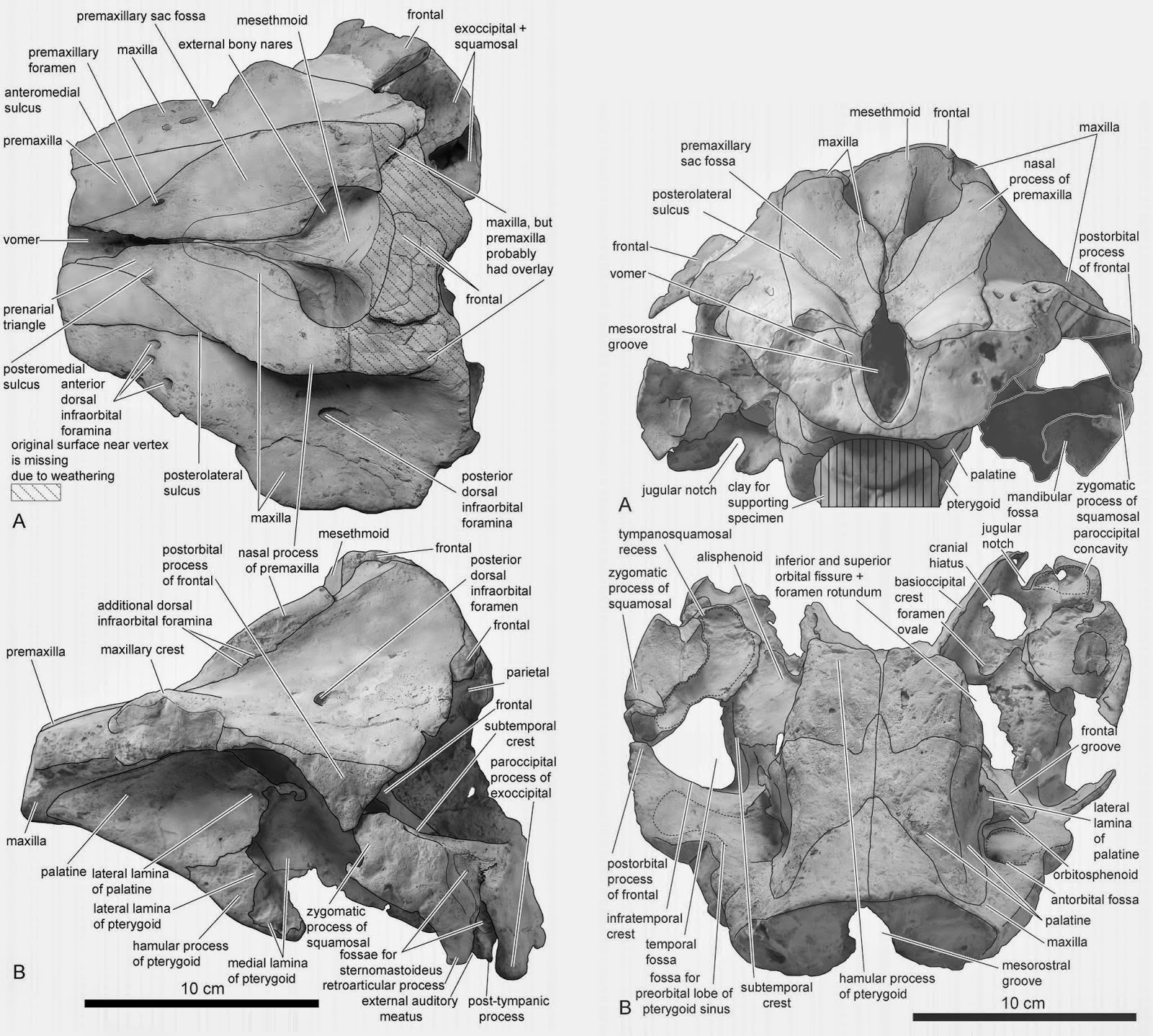 http://sciencythoughts.blogspot.co.uk/2014/10/a-fossil-dolphin-from-late-miocene-of.html