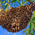 M. Lambert survit à l’attaque d’un essaim d’abeilles à Mbuji-Mayi