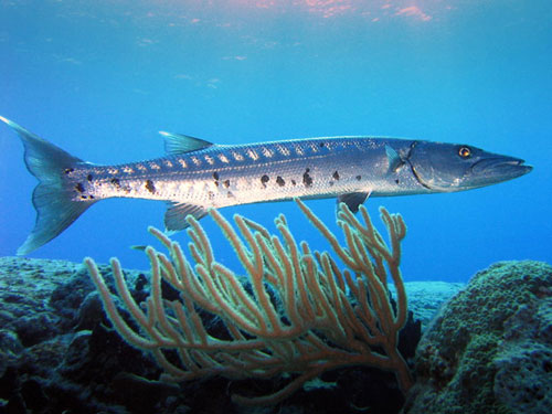 The carnivorous barracuda primarily feeds on smaller species of fish 