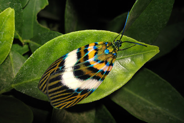 Chalcophaedra zuleika a day-flying moth
