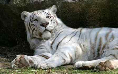 White Tiger Wallpaper on 10 Best Rare White Tiger Pictures   Wallpapers   Beautiful Wallpapers