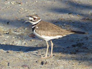 Charadrius vociferus - Pluvier kildir