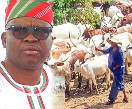Cows we seize from Fulani herdsmen to be used for ‘stomach infrastructure’ – Fayose