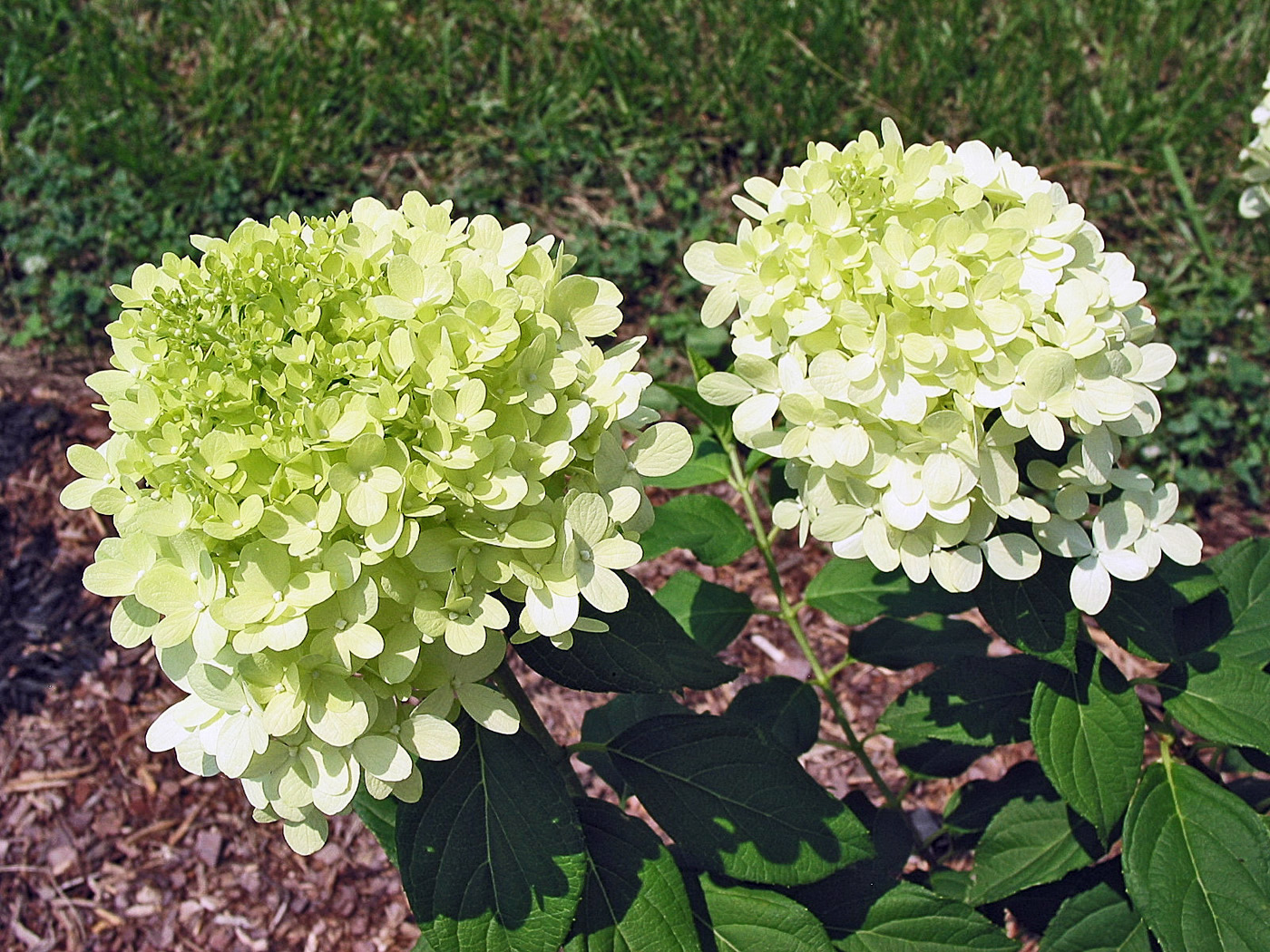 Limelight is a sun tolerant variety with a limegreen hue.