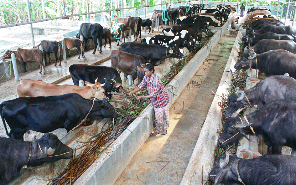 vision A Crusader in Integrated Dairy Farming