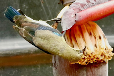 "Purple Sunbird, on a banana flower."