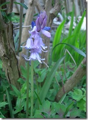 garden bluebell