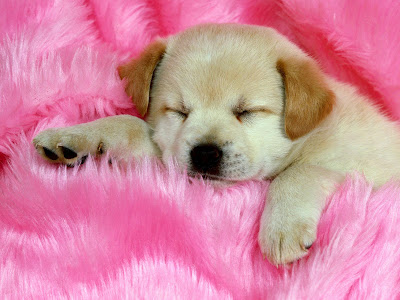 puppy wallpapers. Cute Puppy Wallpapers
