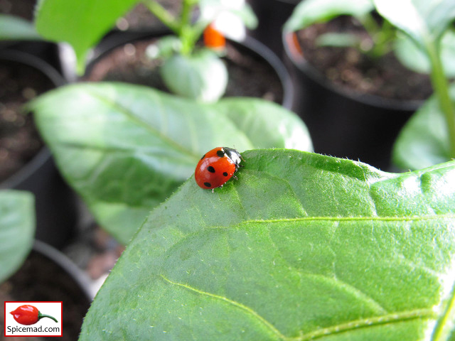 Lady Bird on Chocolate Habanero Leaf - 27th March 2014