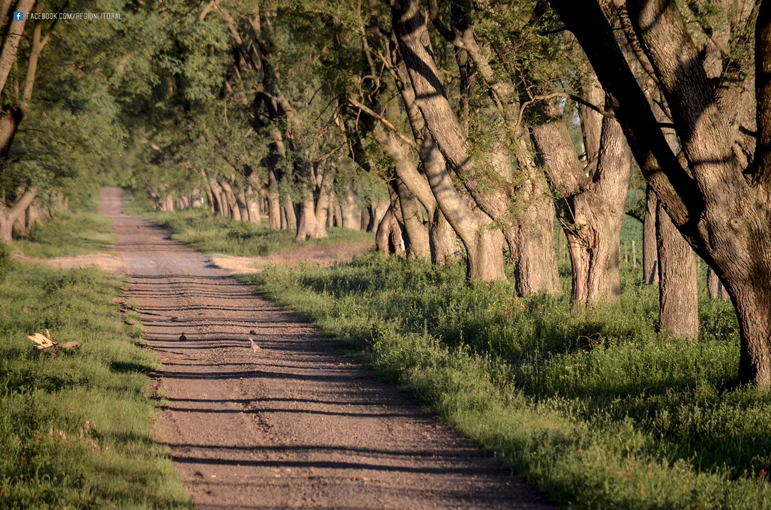 Camino Rural Matilde Santa Fe