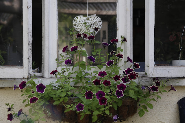 Ivory and Purple Petunia Trailing Variety in Window Box with White Lobelia