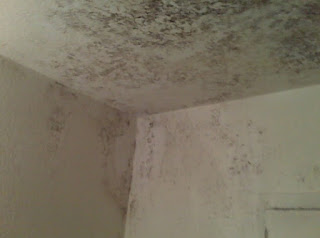 Removing Mold From Painted Walls