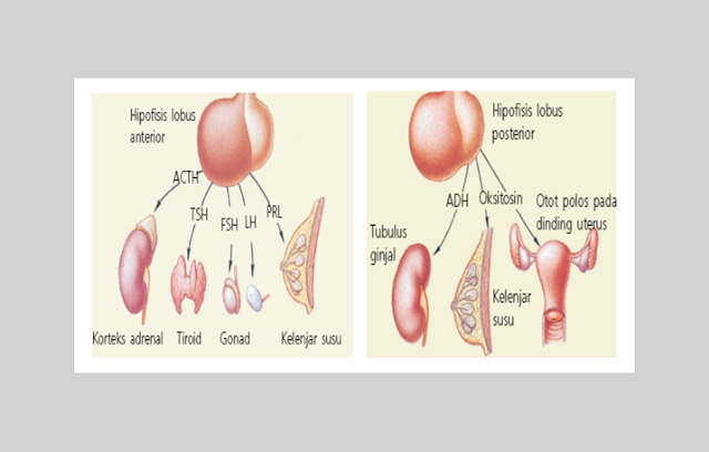 Hipofisis Anterior, Hipofisis Posterior