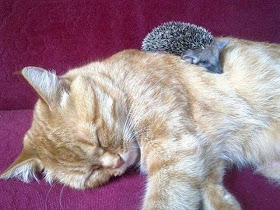 Cat adopted baby hedgehogs, baby hedgehog pictures, hedgehog photos
