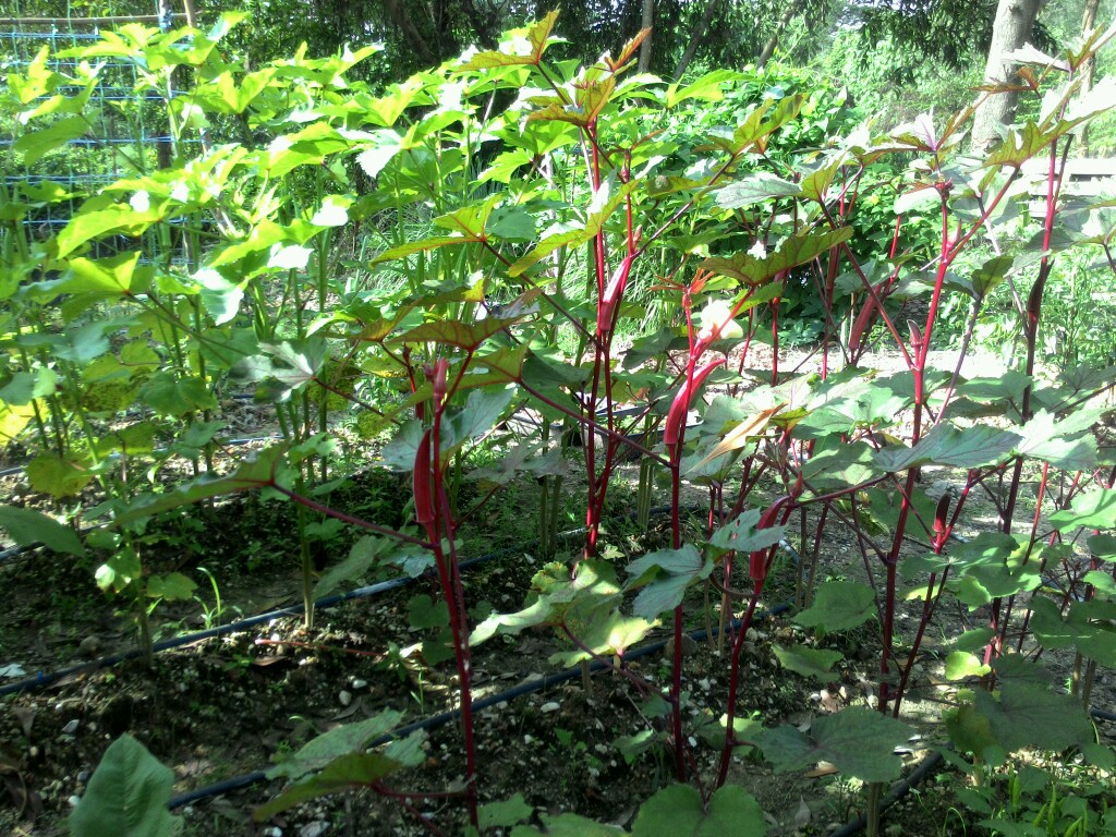 Kebun sayur  dan buah di rumah Kebun sayur  di rumah