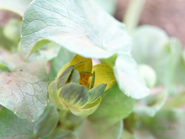 Caltha palustris