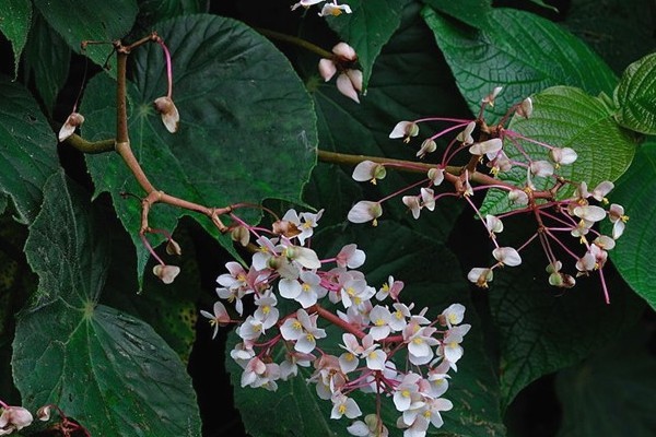 12 Manfaat Daun Begonia Untuk Pengobatan Penyakit