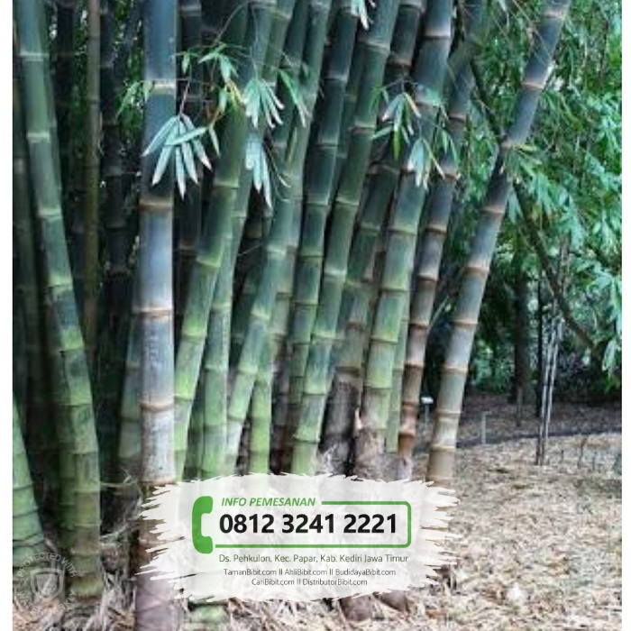 Jual Bibit Pohon Bambu  Petung  Betung CariBibit com