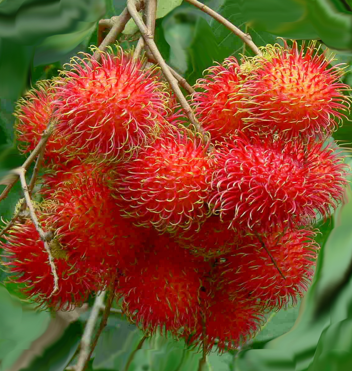 BEGINI Cara Mudah Menanam Rambutan  Cepat Berbuah yang Harus Anda Tahu Petani TOP 