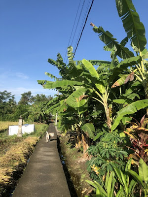 歩く宿犬シロ