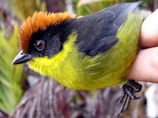 Burung Yariguies Spesies Baru Ditemukan di Kolombia