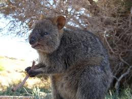 quokka