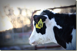 calf (5)